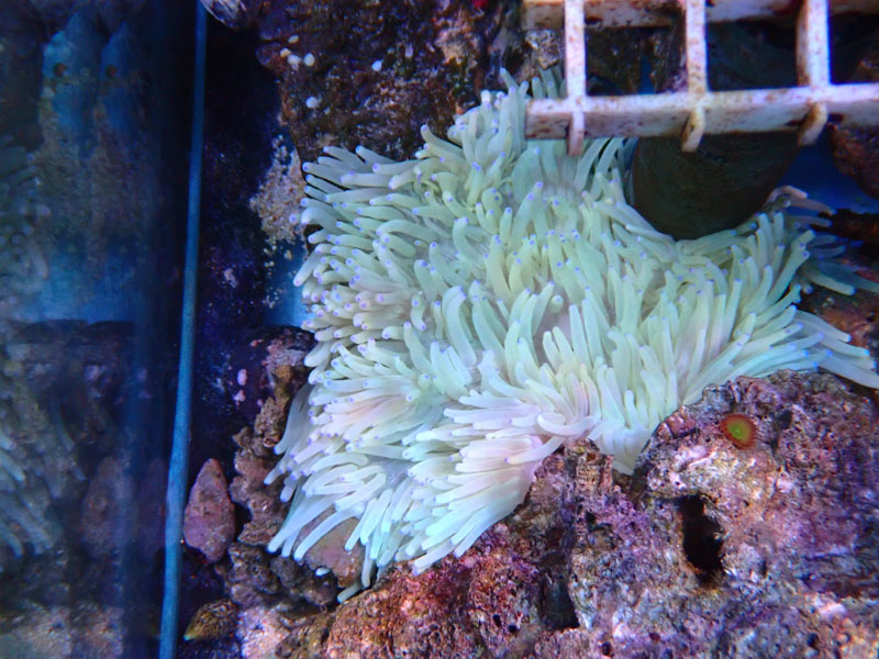 海洋生物の多様性：海のハエトリグサ | ナショナル ジオ